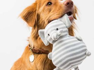 Dog-Psychology-Behaviour-Training